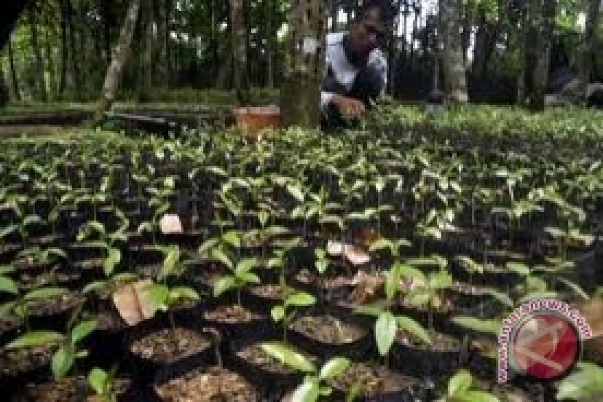 Bupati Bangka Bagikan 600 Bibit Pohon Pelindung