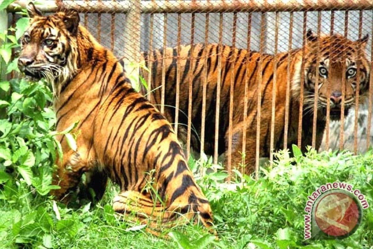  Harimau Gigit Pekerja Kebun Binatang