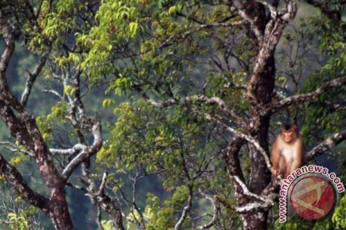 Kearifan lokal perlu diterapkan untuk menjaga hutan