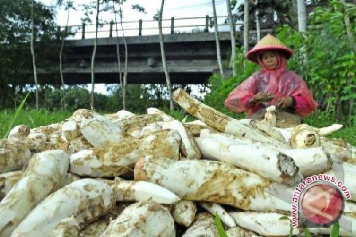 Lampung Tengah canangkan beras singkong "go nasional"