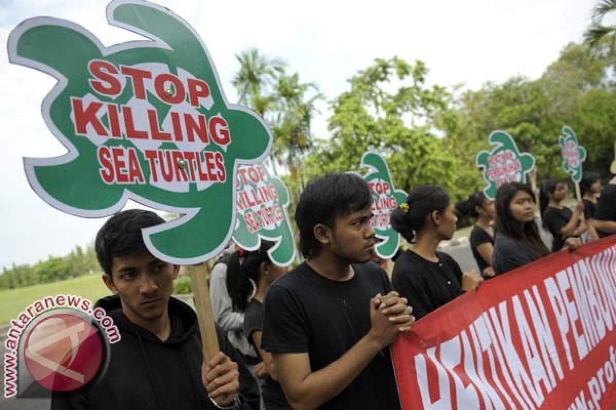 ProFauna Minta Pastika Tindak Perdagangan Penyu Ilegal