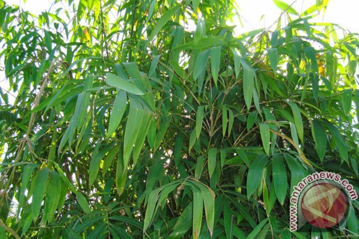 Pemkot bekasi tanam 2.000 bambu cegah erosi