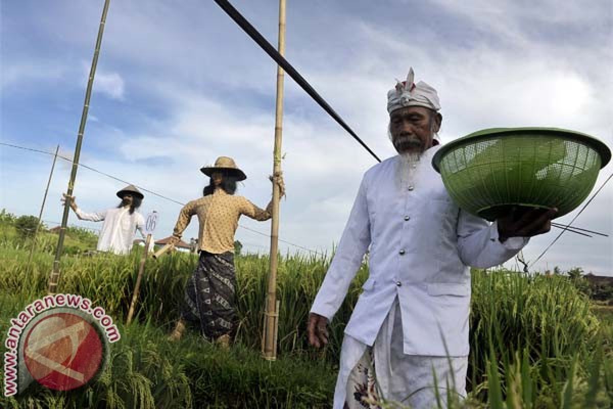 Petani Bali Cintai Sawah Warisan Leluhur