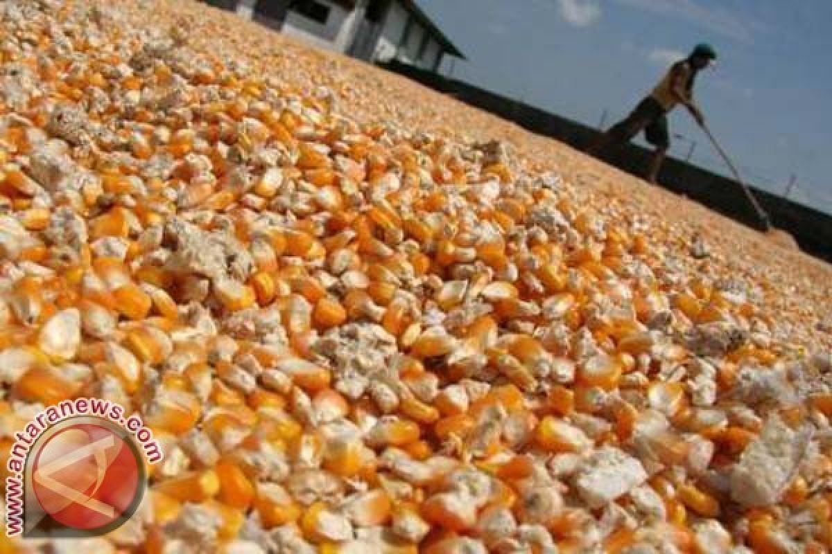 Pemkab Butuh Mitra kembangkan Jagung Lokal