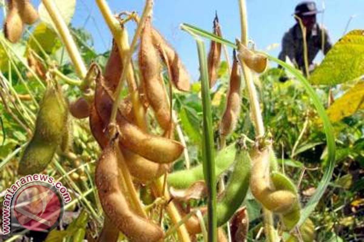 Bulog Siap Tampung Hasil Panen Petani Kedelai