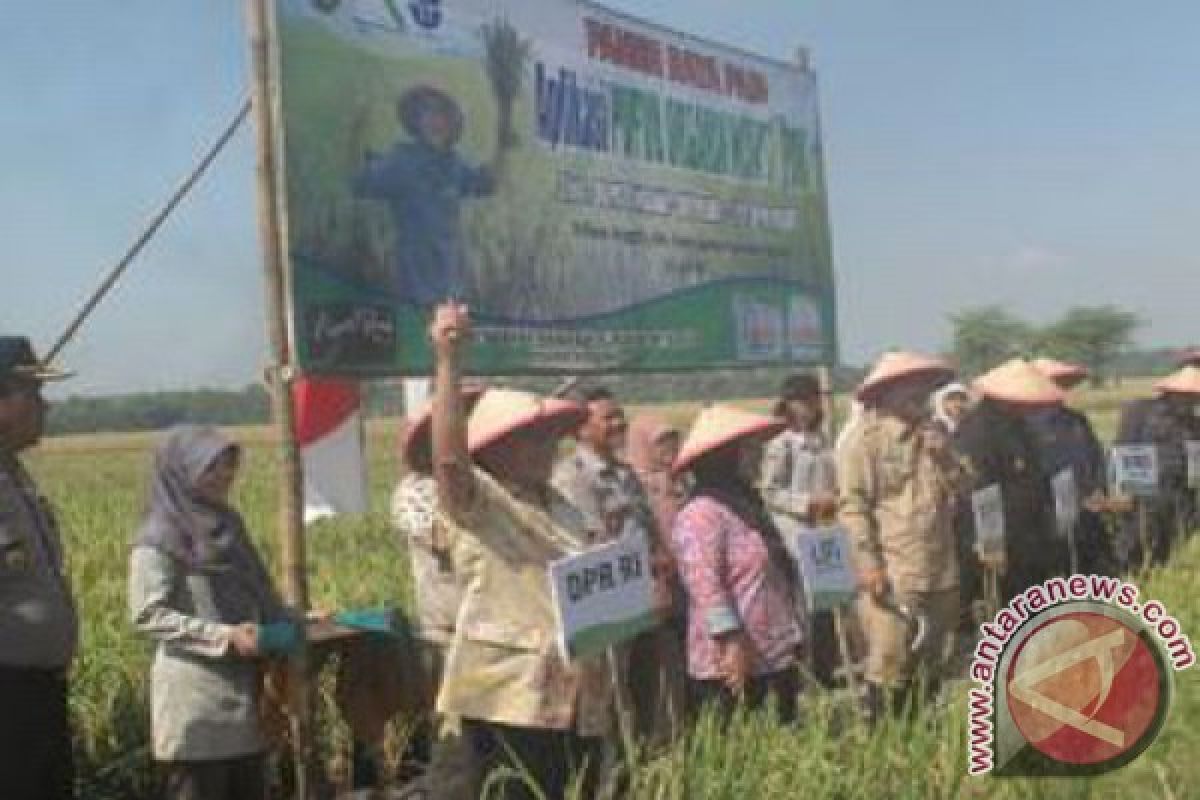 Ngawi panen padi organik perdana teknologi LIPI