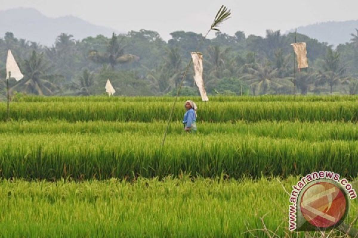 Puluhan Hektare Lahan Pertanian Diserang Hama