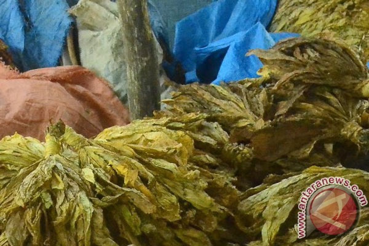 Produksi tembakau lombok harus disesuaikan dengan kebutuhan