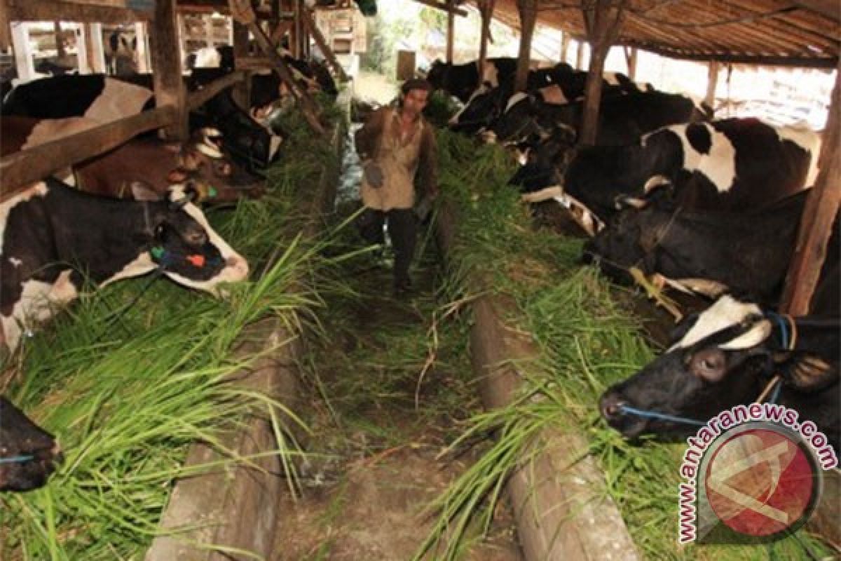 Pemkab Sukabumi Tingkatkan Populasi Sapi Bunting