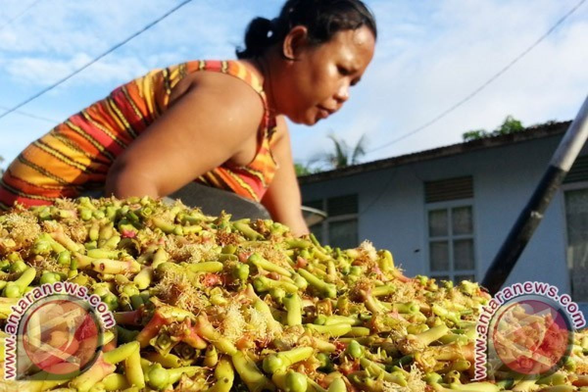 Pemkab Harapkan Produksi Cengkeh Petani Buleleng Meningkat