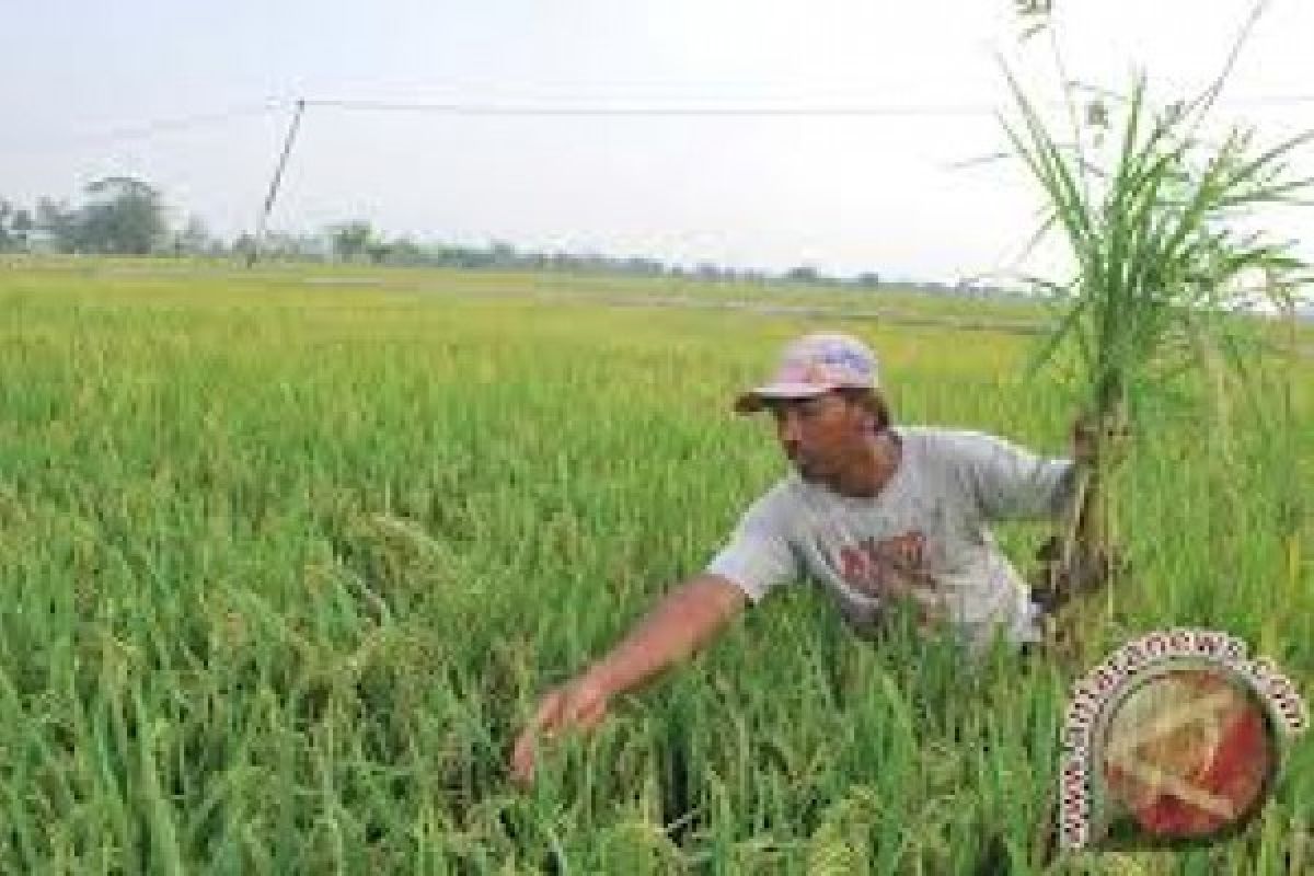 Nilai tukar petani Riau defisit