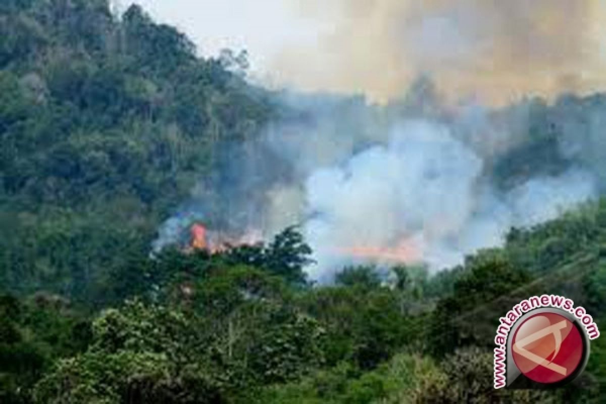 Kalimantan Waspada Pembakaran Hutan 