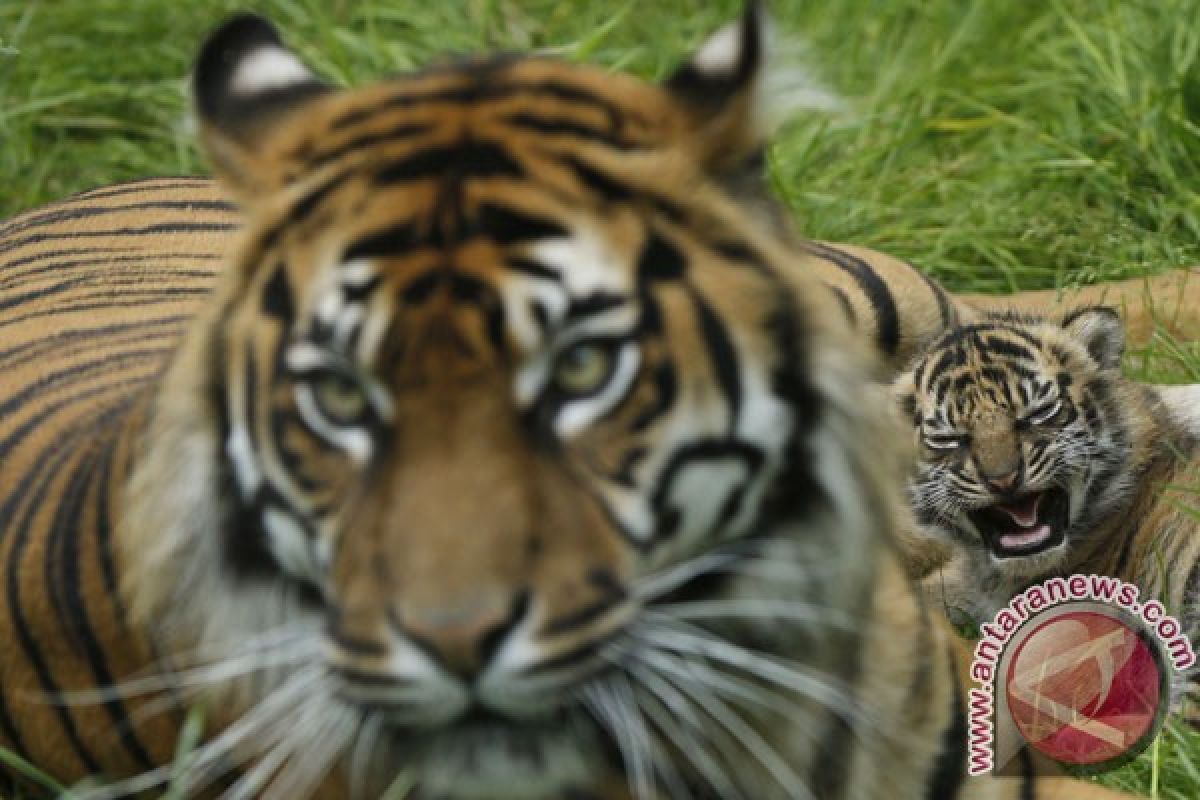 Bali Zoo hosts sumatran tigers