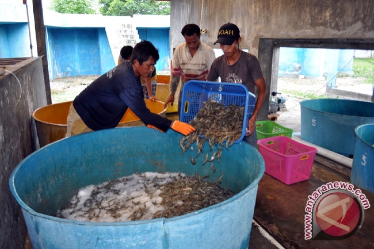 PSBM Diharap Kembalikan Kejayaan Industri Udang Sulsel