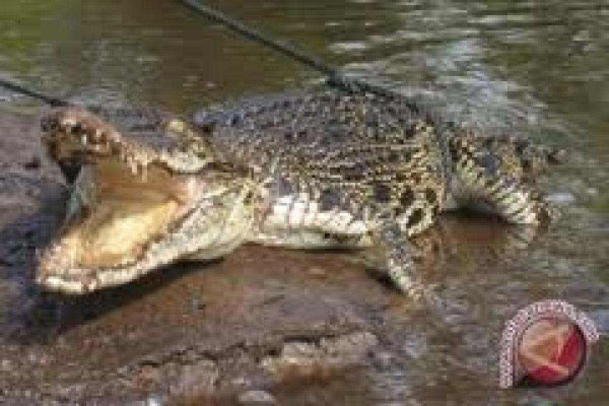 Warga Agam Digegerkan Dengan Kemunculan Buaya di Sungai Antokan