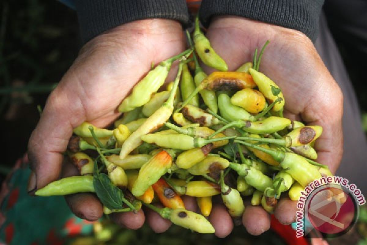 Kemendag impor 9.000 ton cabe rawit dari China