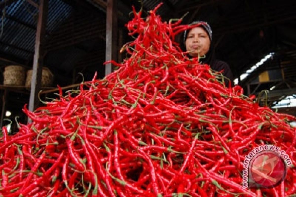 Harga Cabai Di Gorontalo Utara Mulai Turun