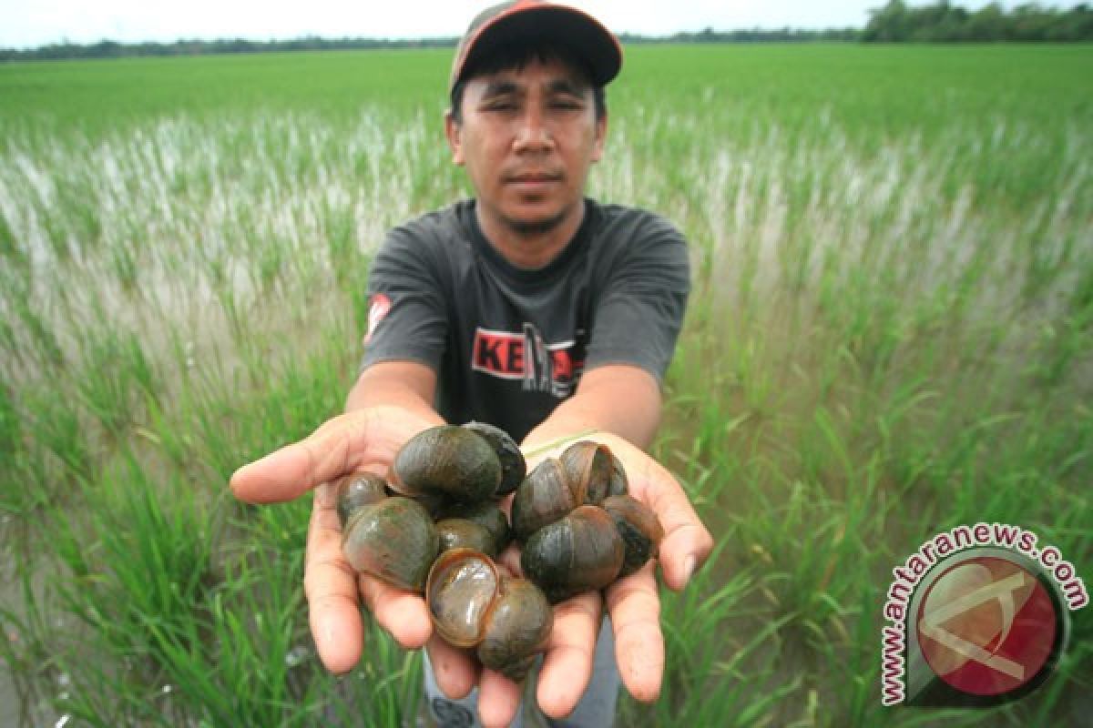 Hama serang tanaman padi petani Suko Mananti di Pasaman Barat