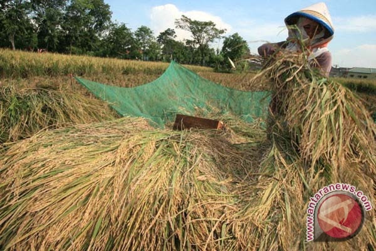 Pejabat Seruyan Apresiasi Kebijakan Kepala Daerah Untuk Berkewajiban Beli Beras Lokal 