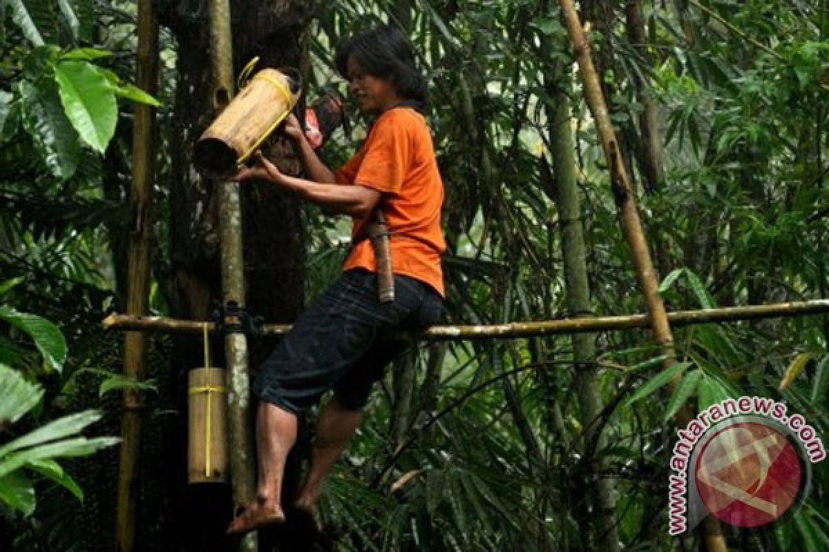 Pohon aren diklaim turunkan suhu di Samboja Kaltim