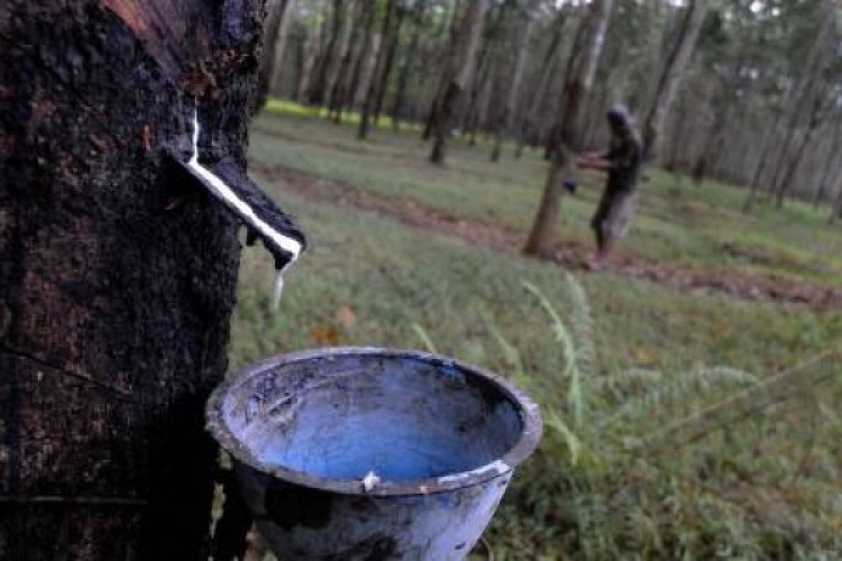 Harga Getah Karet Solok Selatan Turun Rp6.000/Kg