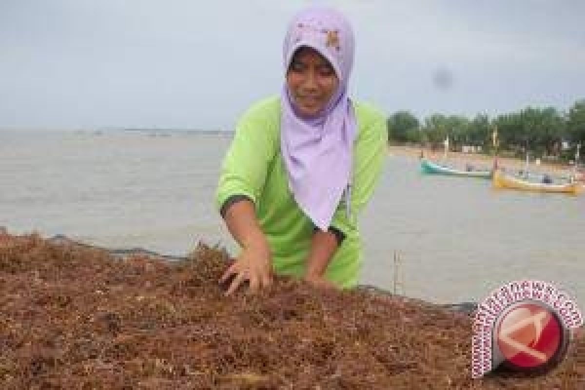 DPKP Bontang Bantu Pengembang Budidaya Rumput Laut