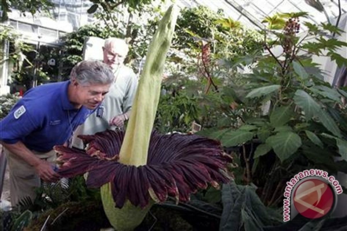 Bunga Bangkai Asal Sumatera Mekar di Kebun Raya Amerika