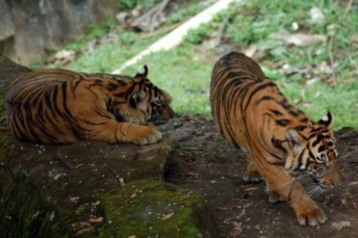 Warga Dharmasraya Tewas Diduga Dimangsa Harimau