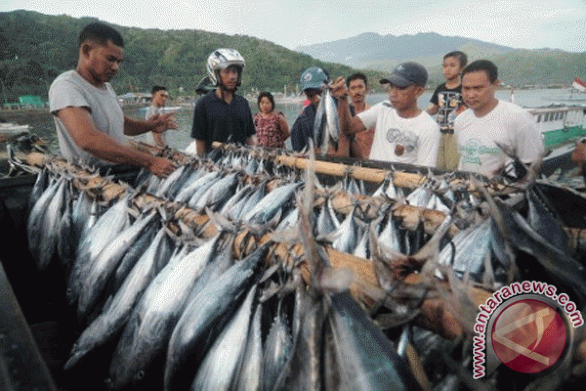 Harga ikan cakalang di Ternate melonjak