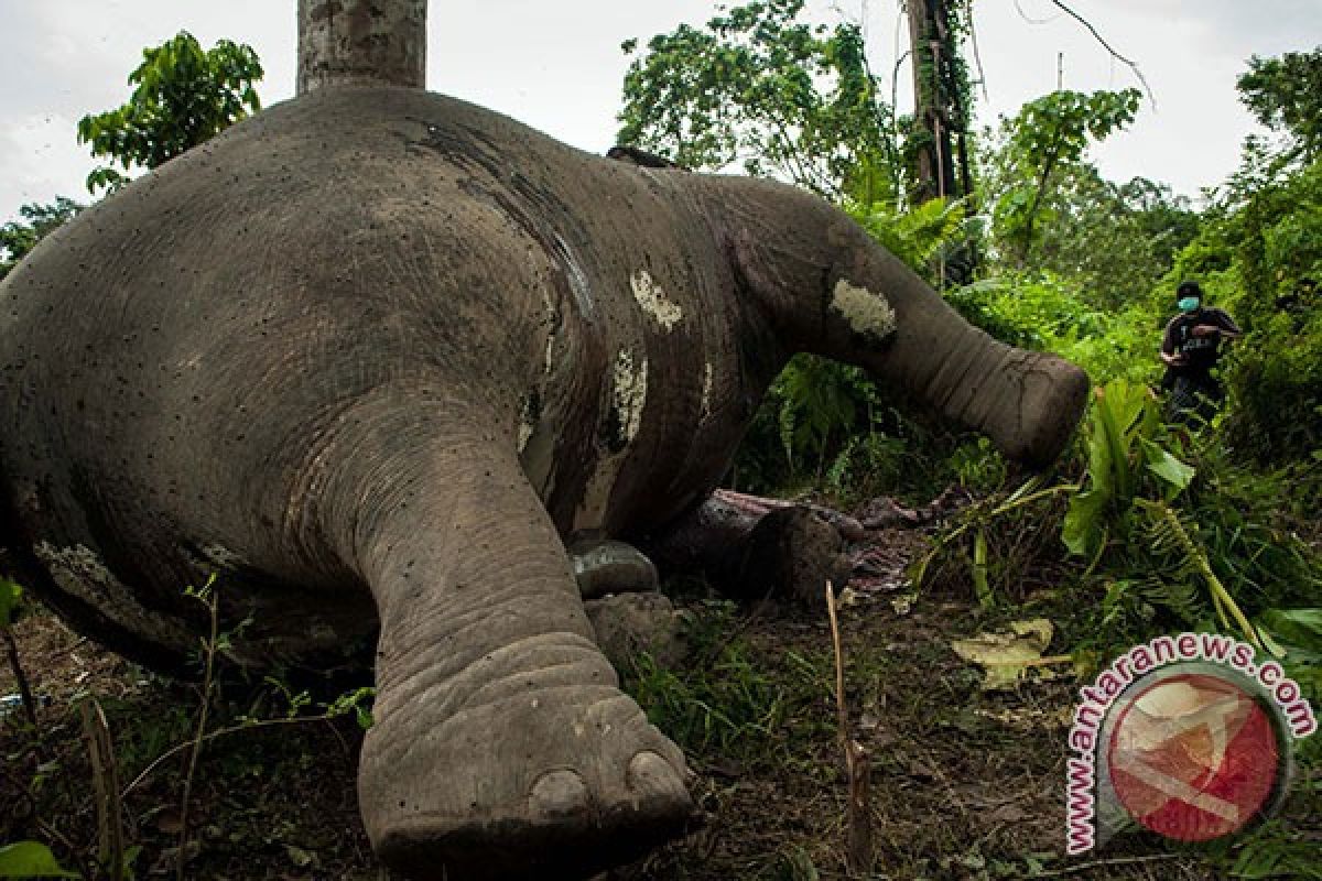 Gajah mati ditemukan di Aceh Barat