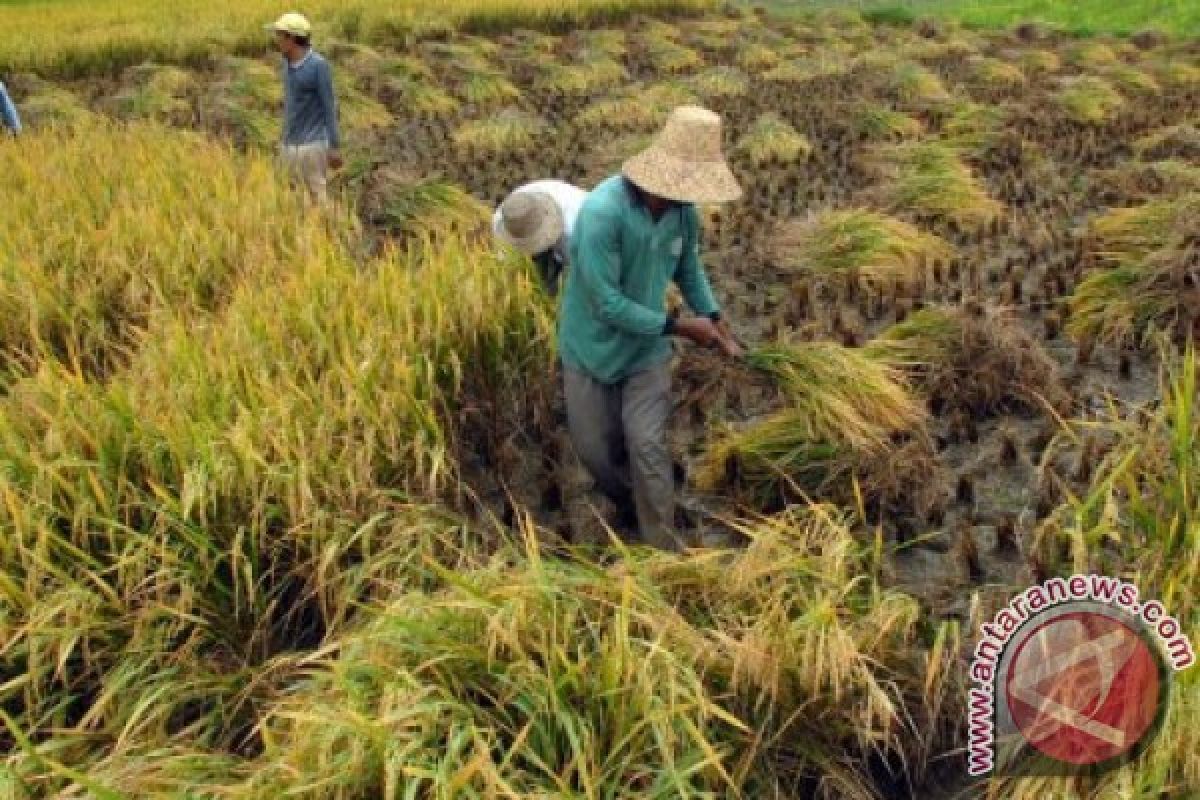 Mentan: harga gabah rendah sebabkan demotivasi petani