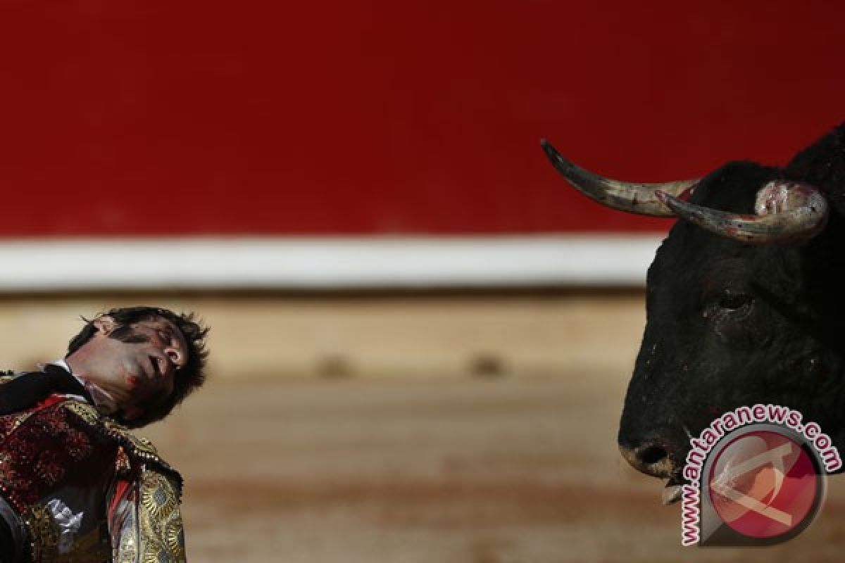 Matador tewas ditanduk banteng