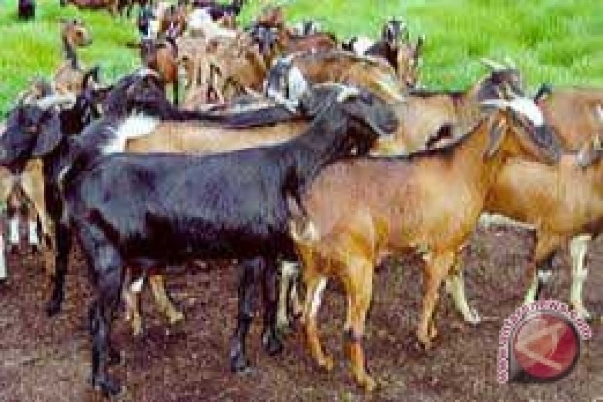 Kaltim Siapkan 8.906 Kambing Jelang Idul Adha 