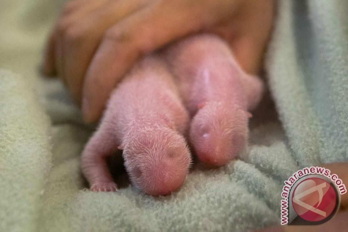 Bayi panda kembar lahir di Makau