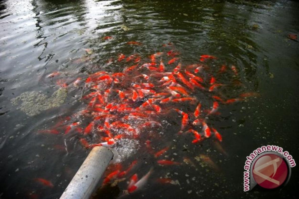 Banjarbaru Pembibitan Ikan Koi 