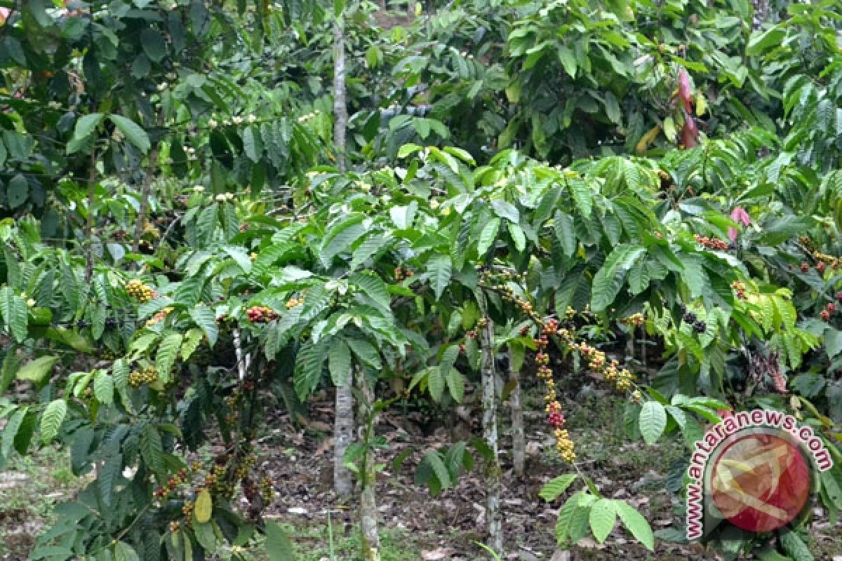 Panen Kopi Lampung Anjlok