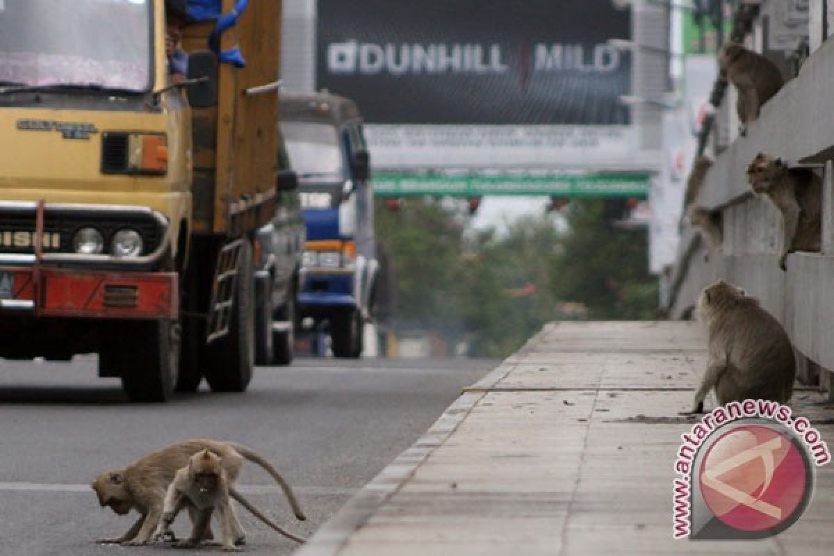 Monyet ganas di Bekasi berjenis alpha