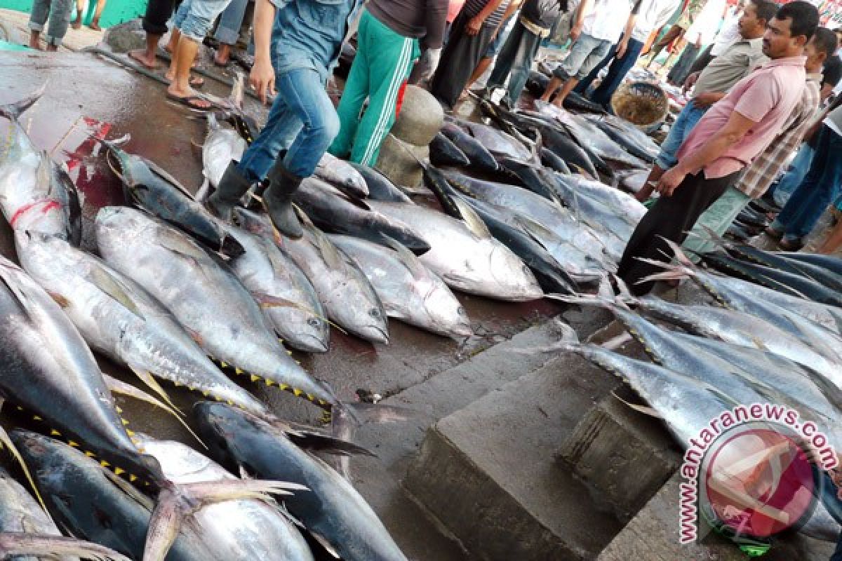 Tangkapan ikan tuna di Lebak melimpah