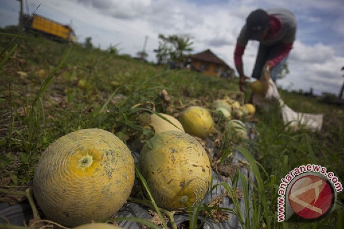 Petani buah melon rugi akibat cuaca