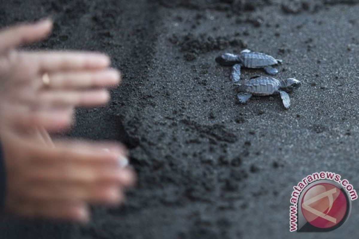 Seratusan tukik dilepas di Pantai Air Hitam