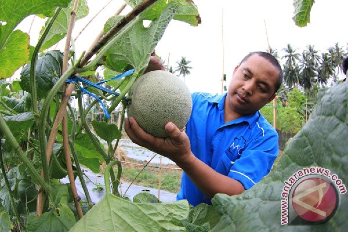 Petani melon Pantura Jabar nantikan kemarau