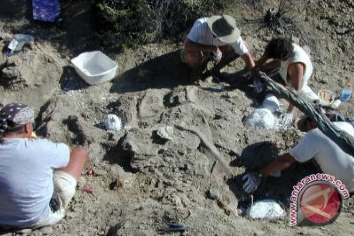 Arkeolog Temukan Ekor Dinosaurus di Meksiko 