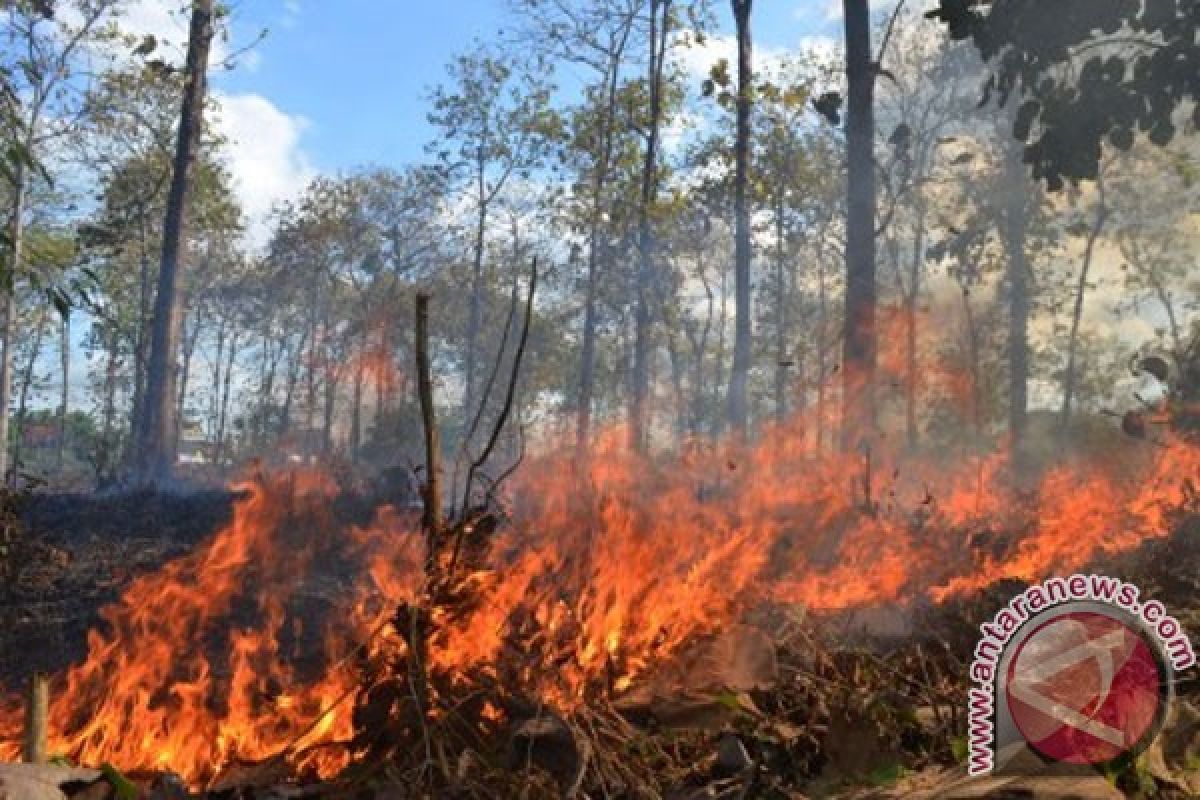 Kebakaran musnahkan lebih dari 250 hektare lahan hutan Turki