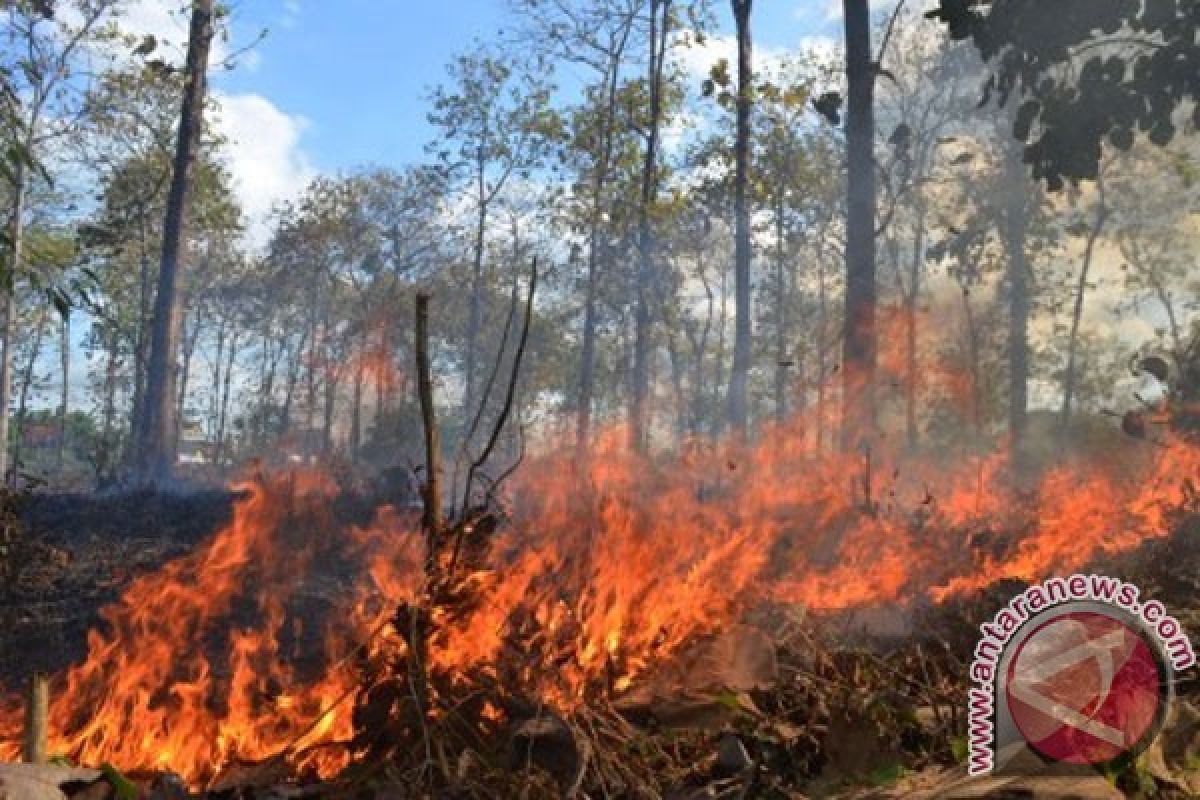 Hutan lereng Sumbing terbakar