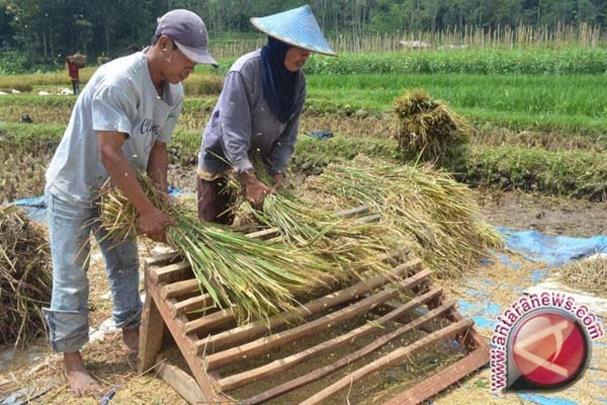 Pemerintah se-Kalteng Diminta Teliti Data Lahan Padi