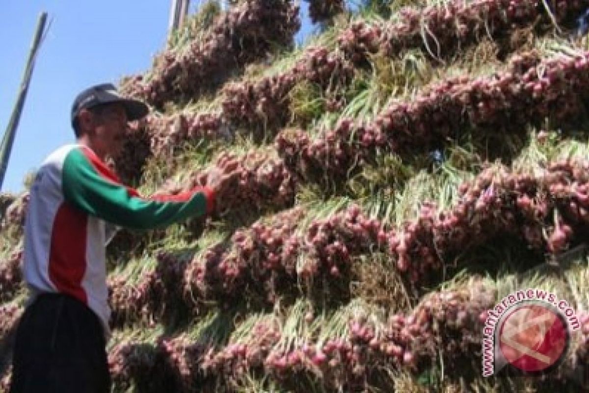 Stok melimpah tekan harga bawang merah di Palu