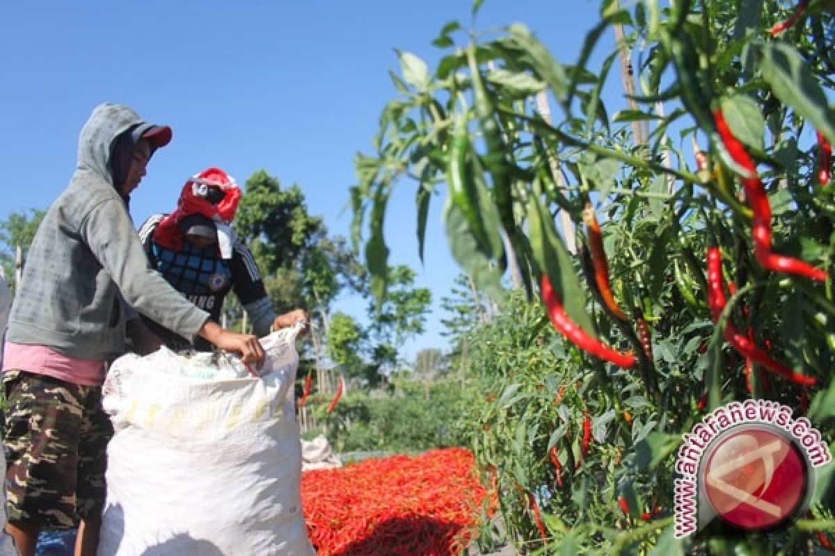 Petani Cabai Di Sintang Panen Raya