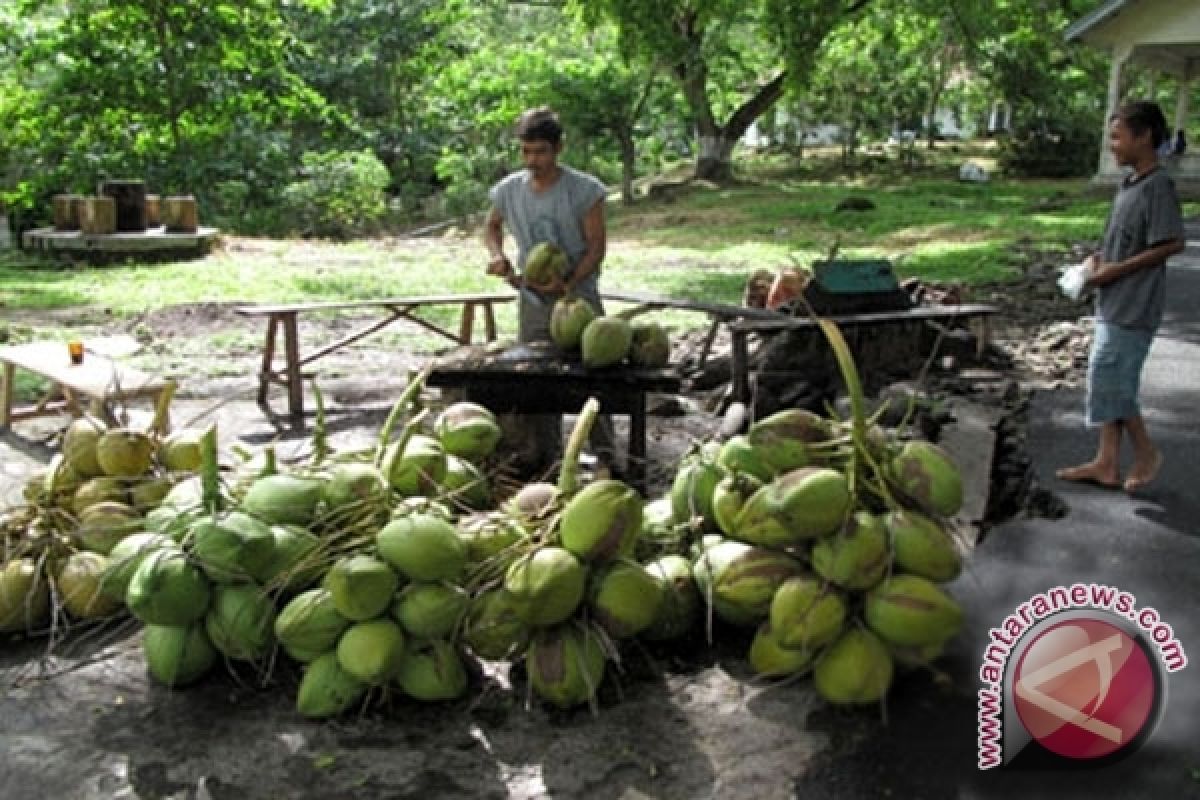 Petani Kelapa Mulai Nikmati Berkah Ramadhan 