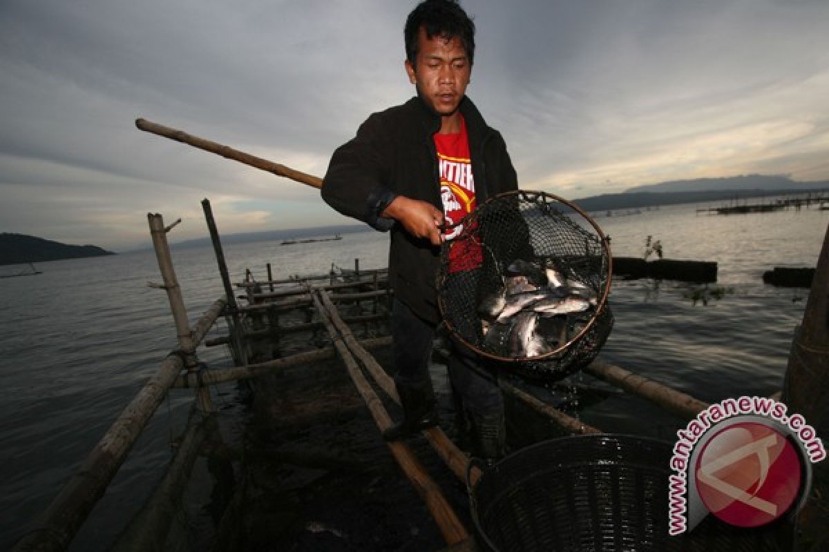 Penurunan kualitas air penyebab kematian ikan di Samosir