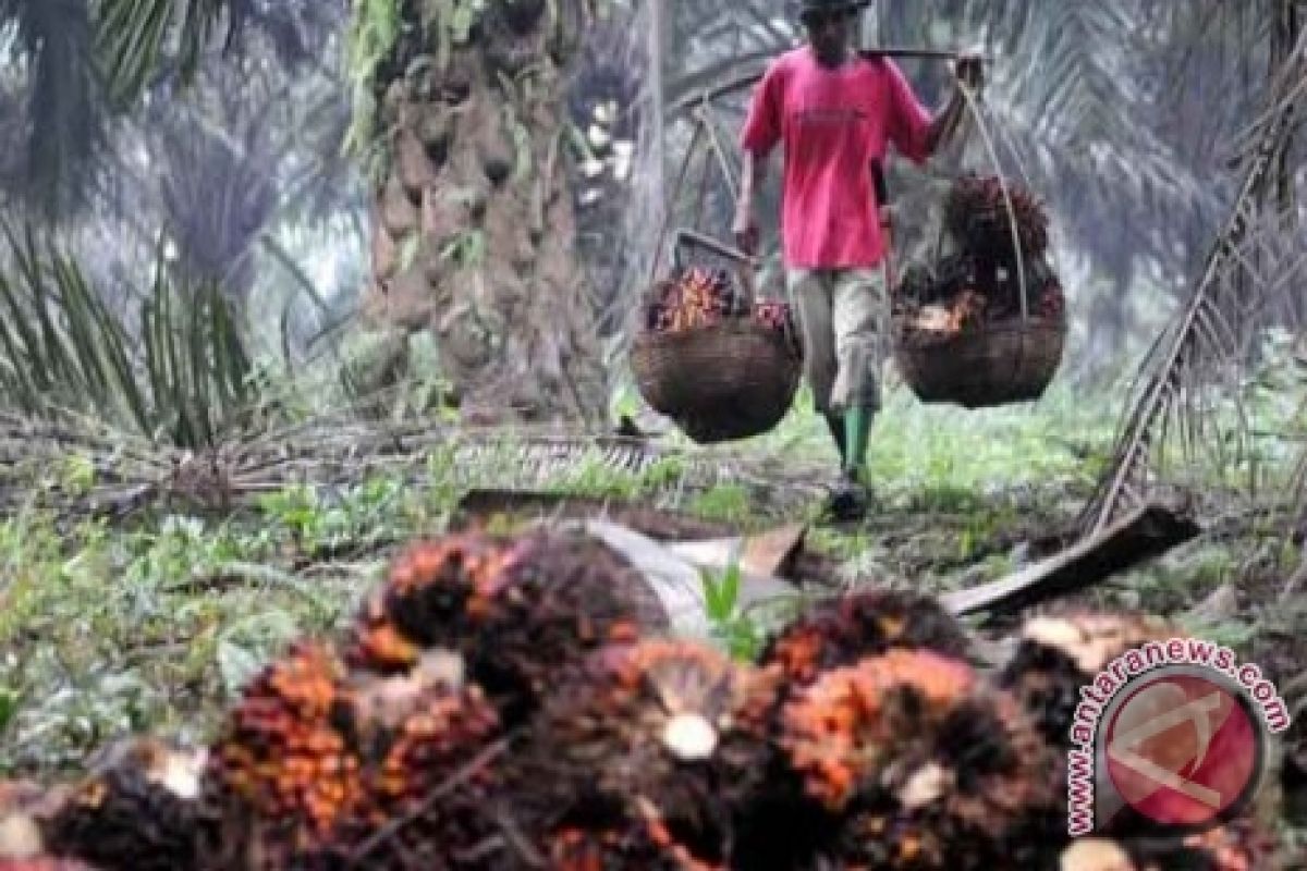 Harga TBS Sawit Barito Utara Kembali Turun 